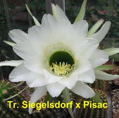 Tr. Siegelsdorf x Pisac.4.1.jpg 